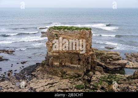 Marsden Rocks Stacks Marsden Rock - a stack with nesting coastal birds, as viewed from the ...