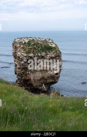 Marsden Rocks Stacks Marsden Rock - a stack with nesting coastal birds, as viewed from the ...
