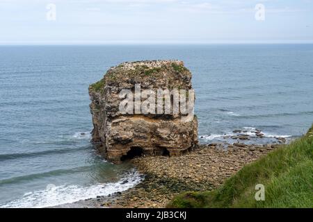 Marsden Rocks Stacks Rock stack with nesting coastal birds, as viewed from the public path ...