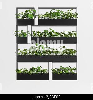 3d illustration of houseplant on wall isolated on white background Stock Photo