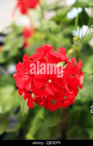 Red geranium flowers on a blurry green background in Poland Stock Photo