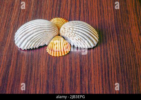 Four seashells lying on a brown wooden table Stock Photo