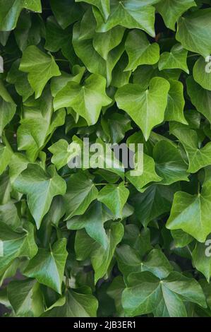 vertical color photo of green ivy leaves Stock Photo