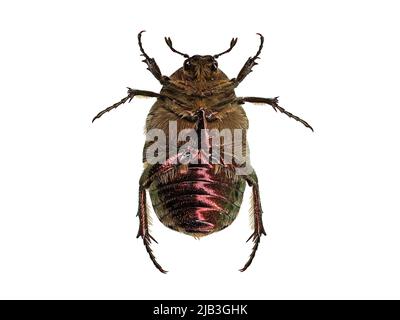 Underside of a rose chafer, Cetonia aurata, isolated on white background, macro top view. Stock Photo
