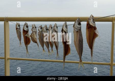 Dry fishes without offal are hanging on the rope between cream railings on the merchant cargo ship. Stock Photo