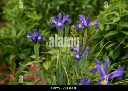 Dutch iris, Iris hollandica Purple and yellow flowers with soft focus blurred foliage background in ramsbottom lancashire uk Stock Photo