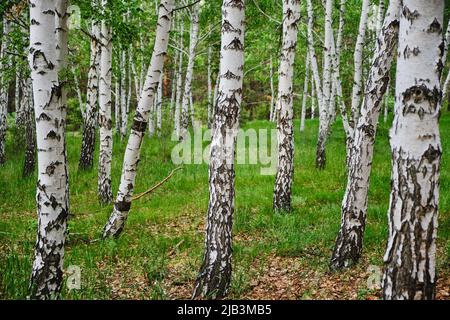 Birch grove, beautiful nature in summer Stock Photo
