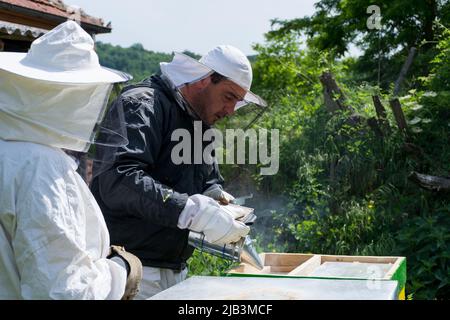 Beekeeper smoking bees with bee smoker in hive on a spring day in the apiary. The beekeeper wears a protective suit and gloves. Beekeeping concept Stock Photo