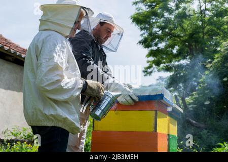 Beekeeper smoking bees with bee smoker in hive on a spring day in the apiary. The beekeeper wears a protective suit and gloves. Beekeeping concept Stock Photo