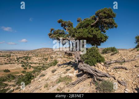 argan tree, Assaka, road from Essaouira to Agadir, morocco, africa Stock Photo