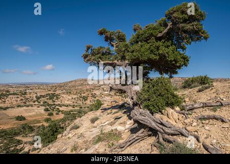 argan tree, Assaka, road from Essaouira to Agadir, morocco, africa Stock Photo