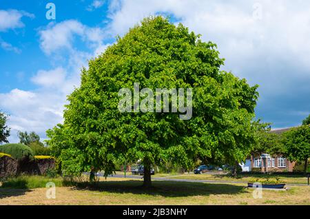 Large Common Lime tree (Tilia x europaea) growing on a grass verge in late Spring in a residential area of West Sussex, England, UK. Stock Photo