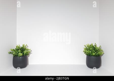 Two black pots with plants on a white background with negative space for text Stock Photo