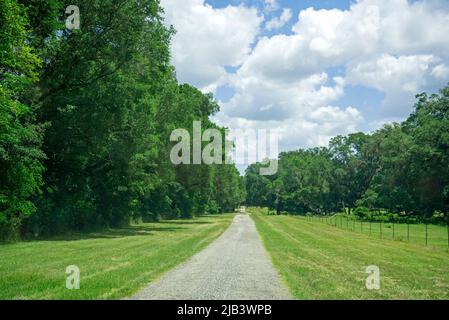Backroads tour in North Central Florida featuring old abandoned farm houses and narrow dirt roads through the forest canopy and farmlands. Stock Photo