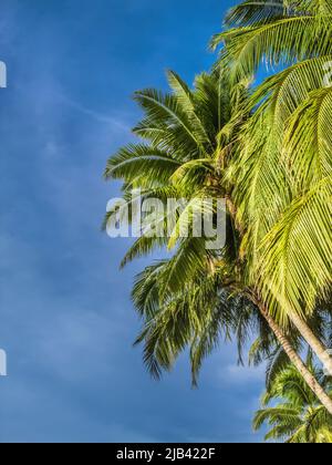 Canopy of palm trees and fronds against a blue sky Stock Photo