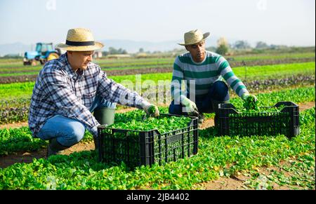 Farmers gathering in crops of young corn salad on farm field Stock Photo
