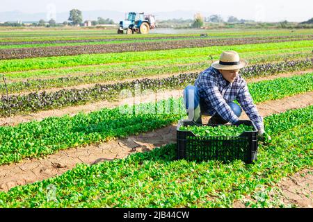 Male farmer harvesting corn salad on farm Stock Photo