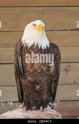 Ketchikan, Alaska, USA - July 17, 2011: Rainforest Sanctuary. Portrait Closeup of sitting bald eagle looking at camera. Faded brown wooden background. Stock Photo