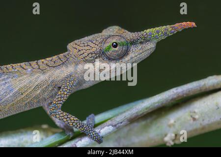 This is the aptly named Pinocchio Chameleon or Lance-nosed chameleon (Calumma gallus) and is endemic to Eastern Madagascar. This male chameleon has a long, flexible nose appendage with blue, violet and green spots while the female has a shorter leaf shaped red and white nose appendage. Each nose is individual, there are no two individuals with the exact same nose shape and they can change their nose and skin coloration depending on their mood. It is one of the smallest species of chameleon, with a total length including the tail of about 11cm and its IUCN status is ‘Endangered’. Where: Andasib Stock Photo