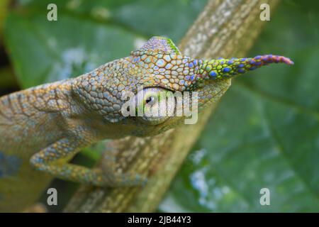This is the aptly named Pinocchio Chameleon or Lance-nosed chameleon (Calumma gallus) and is endemic to Eastern Madagascar. This male chameleon has a long, flexible nose appendage with blue, violet and green spots while the female has a shorter leaf shaped red and white nose appendage. Each nose is individual, there are no two individuals with the exact same nose shape and they can change their nose and skin coloration depending on their mood. It is one of the smallest species of chameleon, with a total length including the tail of about 11cm and its IUCN status is ‘Endangered’. Where: Andasib Stock Photo