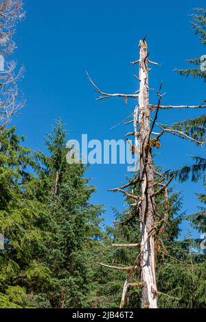 Ketchikan, Alaska, USA - July 17, 2011: Closeup, Dead dry bark-free pine tree in green pine forest under blue sky. Stock Photo