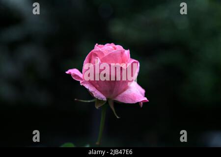 Pink rose in a bush seen up close Stock Photo