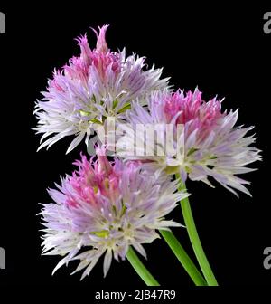 Close up image of a pink and white blossoms of a common chive (Allium schoenoprasum) taken with a macro lens on a black background. Stock Photo