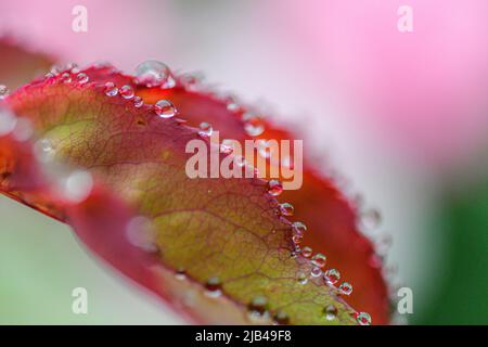 Water droplets on knock out shrub rose flowers and leaves - water drops on flower petals and leaf - raindrop and raindrops on plants - Rosaceae - Rosa Stock Photo