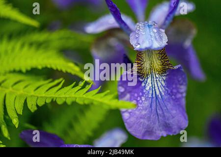 Siberian Iris Iris sibirica with raindrops Water droplets on flowers and leaves - water drops on flower petals and leaf - raindrop on plants Stock Photo