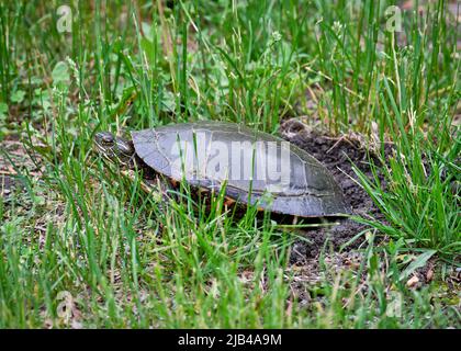 A painted turtle digs a hole with it's back legs preparing to lay it's eggs in the grass along side a hiking trail near the otonabee river. Stock Photo