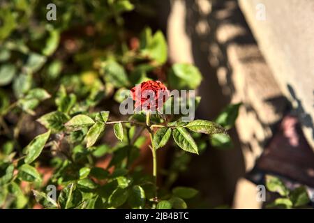 Tiny red miniature rose in bloom seen up close Stock Photo
