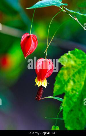 A flowering maple fruit with beautiful red fruits.. Stock Photo