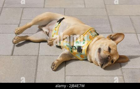 6-Years-Old Red Tan French Bulldog Male Sunbathing on Patio Pavers. Stock Photo