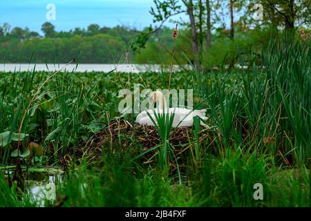A female mute swan sitting on eggs in her nest on a lake in southeast Stock Photo