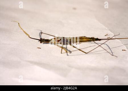 Indian stick insect (Carausius morosus) being devoured by ants : pix SShukla Stock Photo