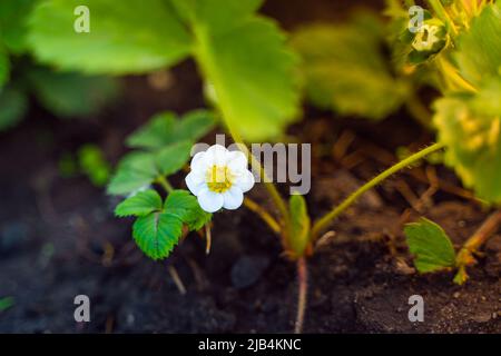 Very beautiful blooming strawberry flower with white petals, close-up. Strawberries in the vegetable garden on a spring evening Stock Photo