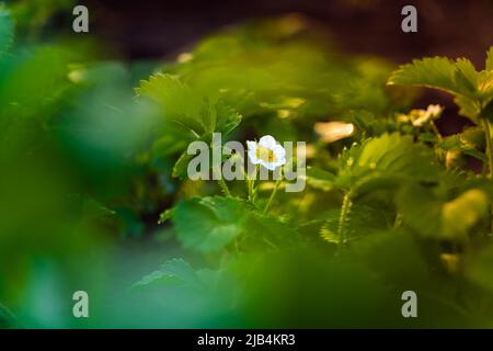 Very beautiful blooming strawberry flower with white petals, close-up. Strawberries in the vegetable garden on a spring evening Stock Photo