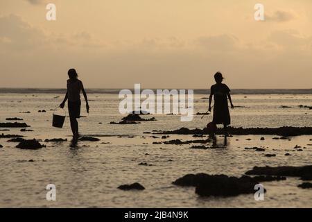 Young women silhouetted as they are walking on rocky beach during low tide, carrying plastic buckets to collect sea products—an alternative, seasonal food source in Sumba Island, East Nusa Tenggara, Indonesia. Stock Photo