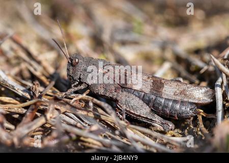 Blue-winged grasshopper (Oedipoda caerulescens), sitting on the ground, Brachter Wald, North Rhine-Westphalia, Germany Stock Photo