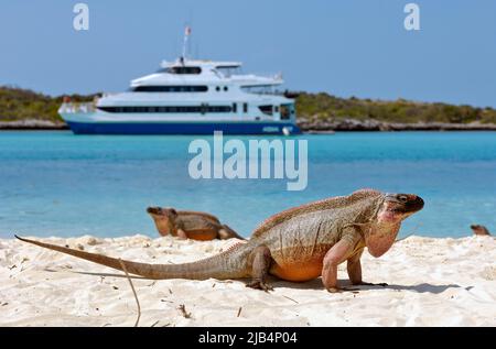 Allens Cay Iguana (Cyclura cychlura inornata), Allens Cay Iguana, in the background yacht in blue lagoon of Caribbean island, Caribbean, Allens Cay Stock Photo