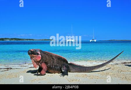 Allens Cay Iguana (Cyclura cychlura inornata), Allens Cay Iguana, blue lagoon of Caribbean Island in the background, Allens Cay, Exuma, Bahamas Stock Photo