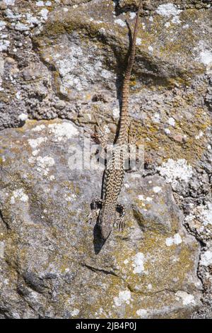 Wall lizard (Podarcis muralis), sitting on stone, Stolberg, North Rhine-Westphalia, Germany Stock Photo