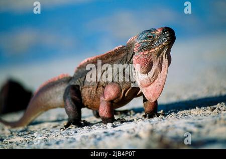 Allens Cay Iguana (Cyclura cychlura inornata), Allens Cay Iguana, Caribbean, Allens Cay, Exuma, Bahamas Stock Photo