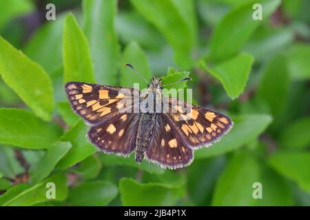 Chequered skipper (Carterocephalus palaemon) sitting in a meadow plant, North Rhine-Westphalia, Germany Stock Photo