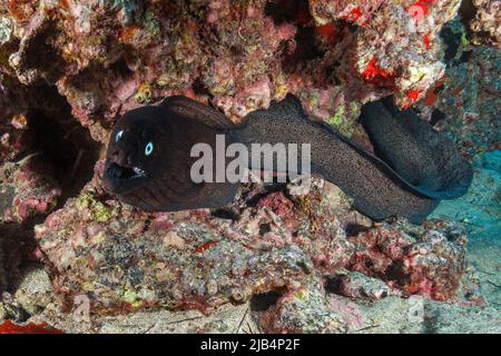 Free-swimming black moray eel (Muraena augusti), Prince August moray eel, Eastern Atlantic, Canary Islands, Spain Stock Photo