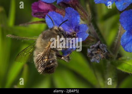 Common furry bee (Anthophora plumipes) male on blue-red stone seed (Aegonychon purpurocaeruleum), Baden-Wuerttemberg, Germany Stock Photo