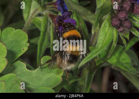 Large earth bumblebee (Bombus terrestris) on blue-red stone seed (Aegonychon purpurocaeruleum), Baden-Wuerttemberg, Germany Stock Photo