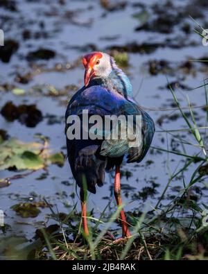 Gray-headed swamphen (Porphyrio poliocephalus) sunning in the morning light, preening feathers view from the back, spotted in Diyasaru park, Thalawath Stock Photo