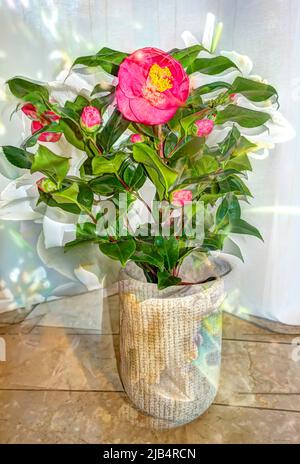 Flowers creative, artistic shot, camellias (Camellia) camellias, red flowers alienated, plants, fragrant, planter, plant pot, Germany Stock Photo