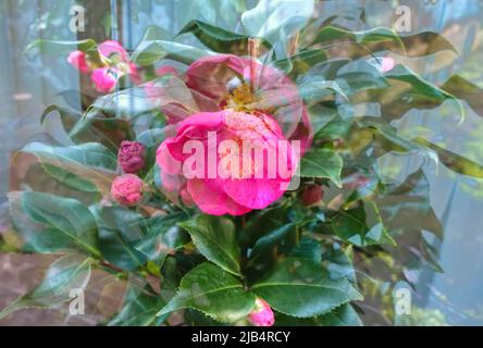 Flowers creative, artistic shot, camellias (Camellia) camellias, red flowers alienated, plants, fragrant, Germany Stock Photo